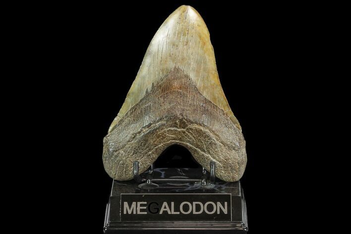 Fossil Megalodon Tooth - South Carolina #127739